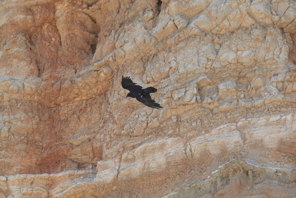 Crow, Red Cliffs Taken at Red Rock Canyon State Park, Cali… Kevin Gill Flickr