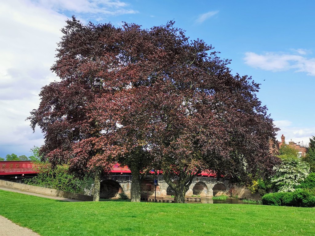 Copper Beeches, Riverside Park, Newark This lovely stand o… Flickr