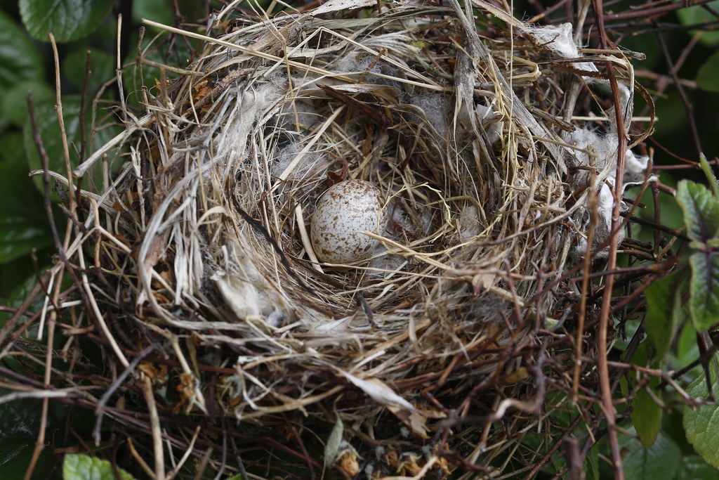 The House Finch Egg A little springtime beauties in Iowa V… Flickr