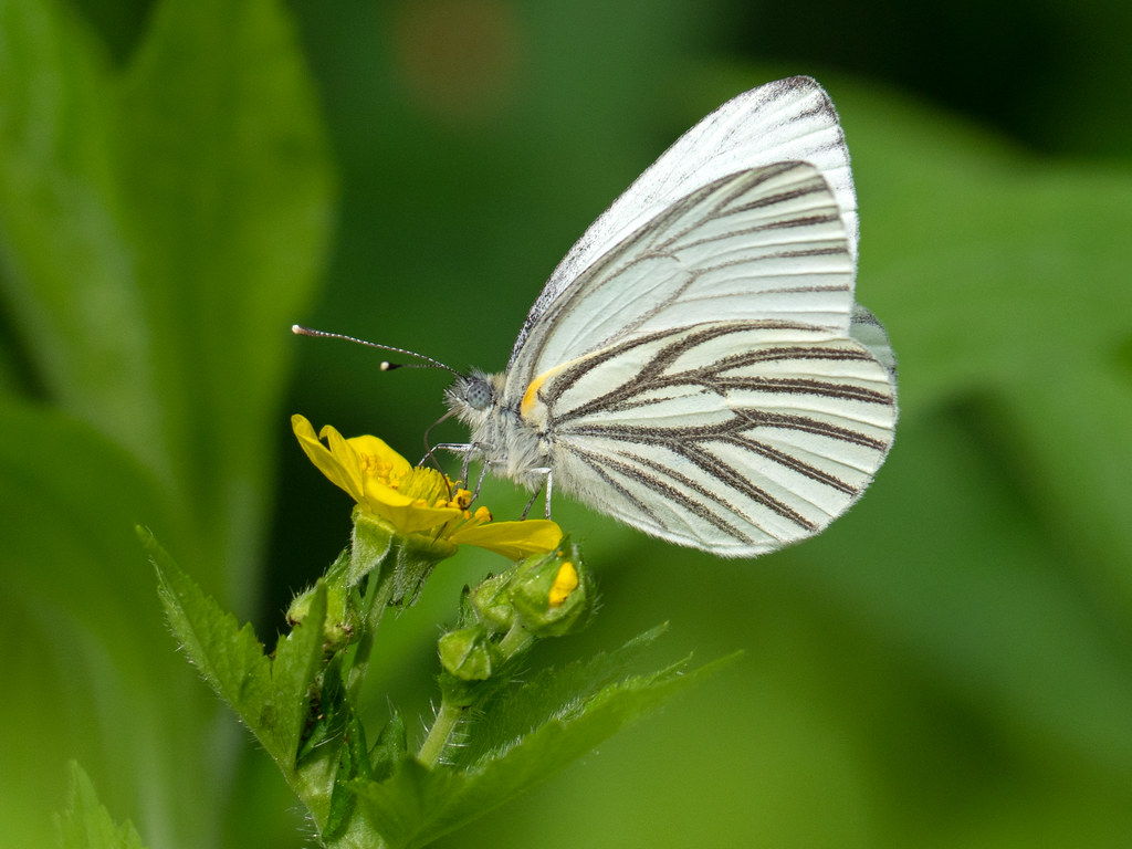 Mustard White, Pieris oleracea Wheelerville Road, Mendon, … Flickr