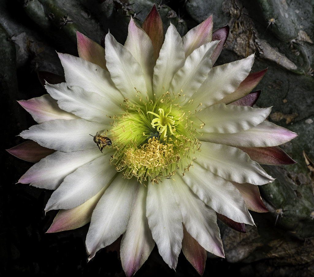 Night Blooming Cactus Flower With A Pollinator I photograp… Flickr