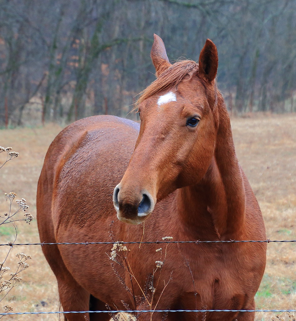 Horse, Steel Creek Campground Northwest Arkansas Flickr