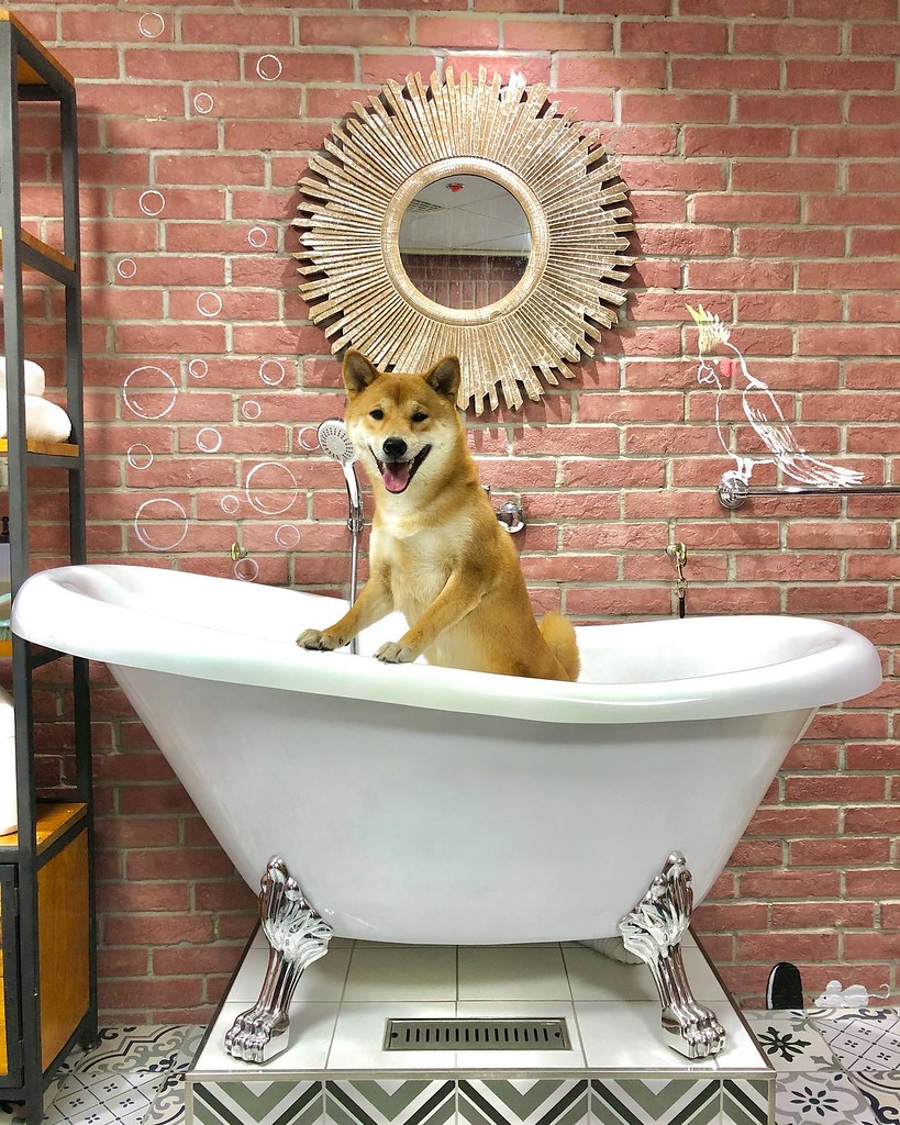 Quality Pet Supplies Explore quality pet supplies in UAE o… Flickr