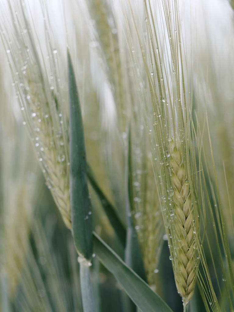 wet_grain Jörg Esper Flickr
