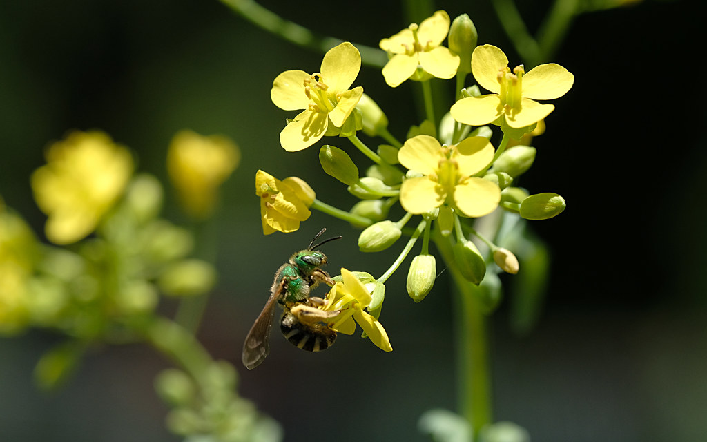 Environmental Portrait Sweat Bee On Turnip Flowers Flickr
