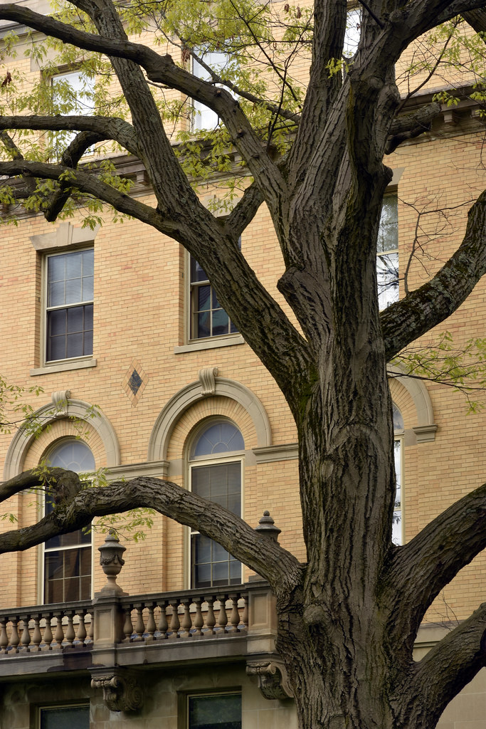 big red oak N end E side 60 Glen Road, Brookline, MA 5/10/… ophis