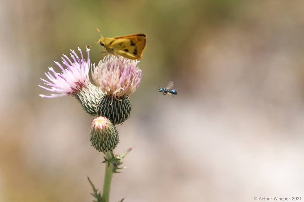 Bee Allapattah Flats WMA, Entry 1, Martin County, FL Arthur