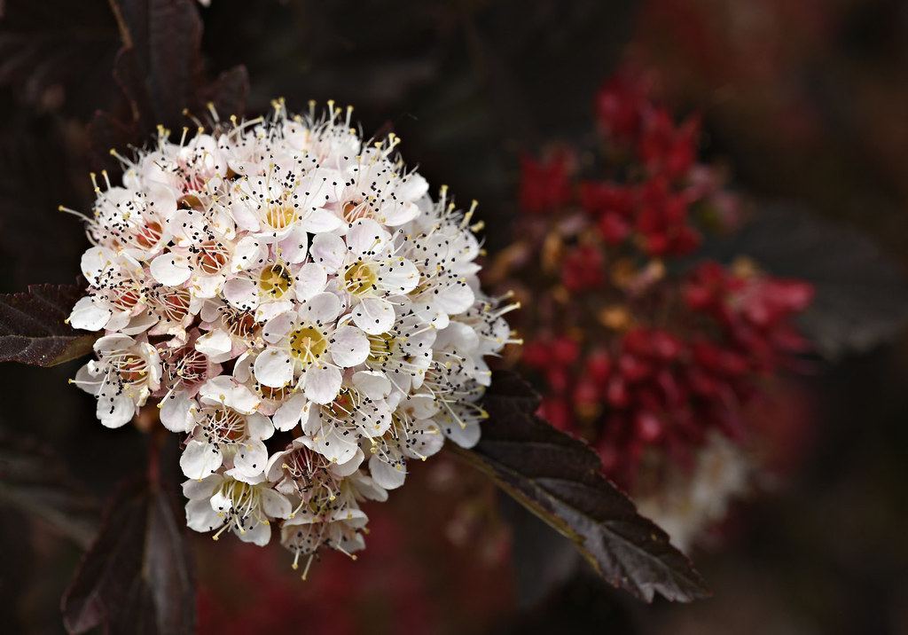 Flowers Blooming Flowers blooming at the Albuquerque Botan… Mike