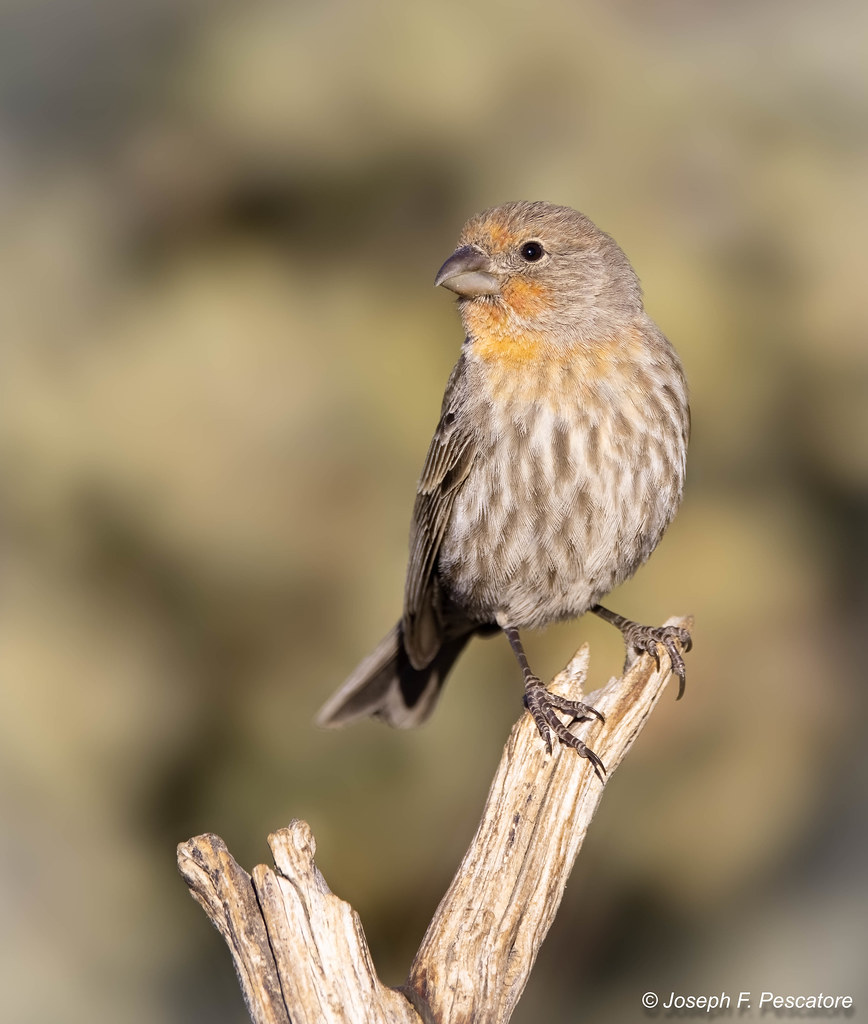 Yellow variant House Finch (Haemorhous mexicanus) Herefo… Flickr