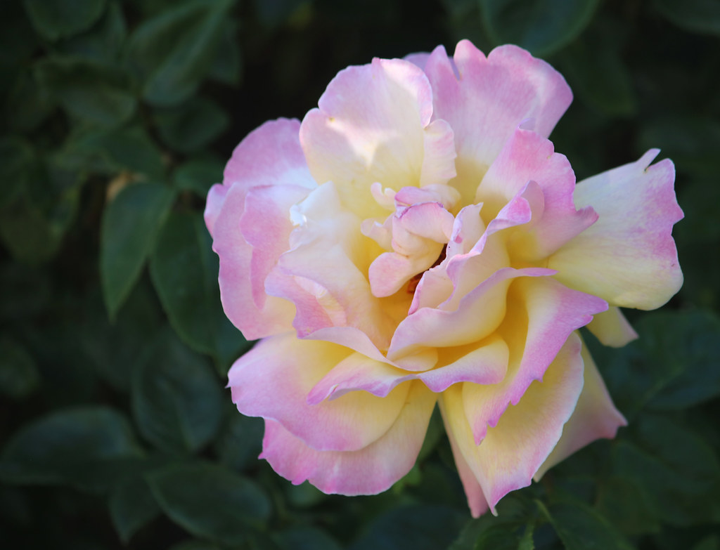 Rose Reference 146 Art Prof Flickr