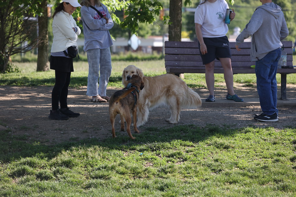 Visit with Runyon to Swift Run Dog Park (Ann Arbor, Michig… Flickr