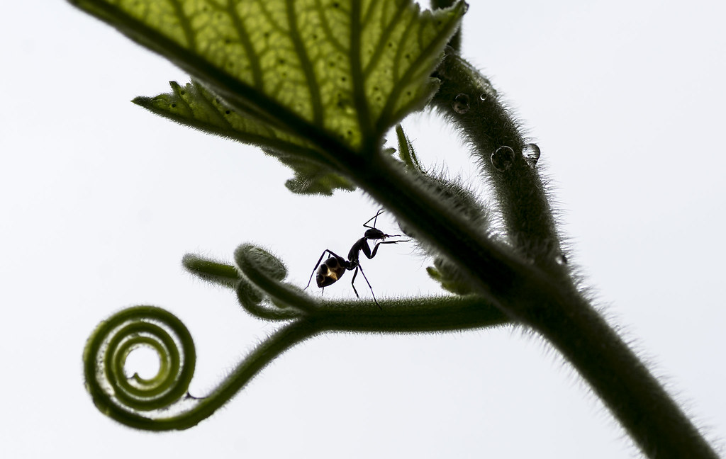 An Ant in my Pumpkin plant sarmistha bera Flickr