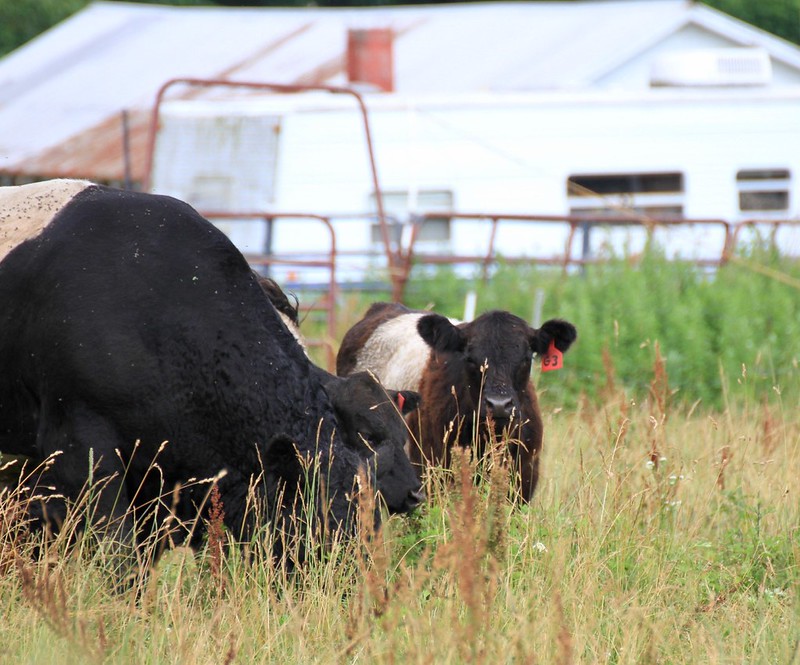 Totten Farm July 2020 Flickr