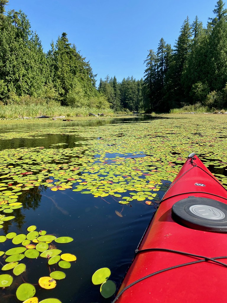 Lilypads, Lake Kapowsin, Pieerce Co WA Scott Miller Flickr