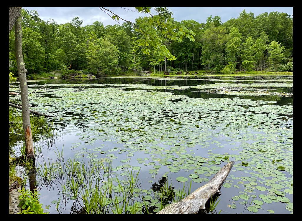 Shadow Lake Circle Mount Pleasant Sc at Jaime King blog