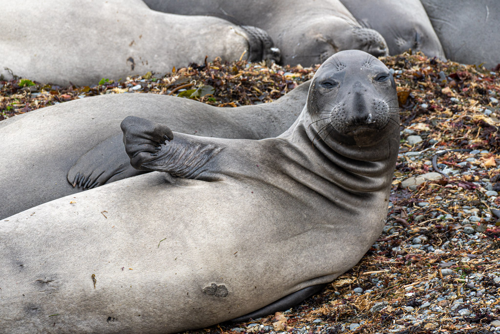Elephant Seal Cuteness David Phillips Flickr