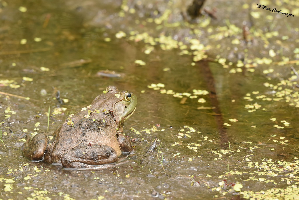 bullfrog bullfrog near swamp Maxime Carbonneau Flickr