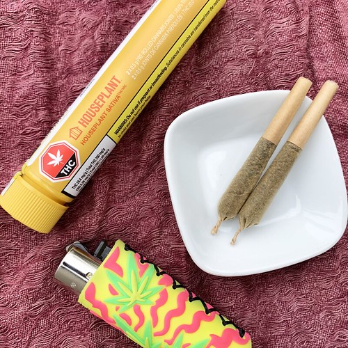 Houseplant cannabis sativa preroll Elsa Olofsson Flickr