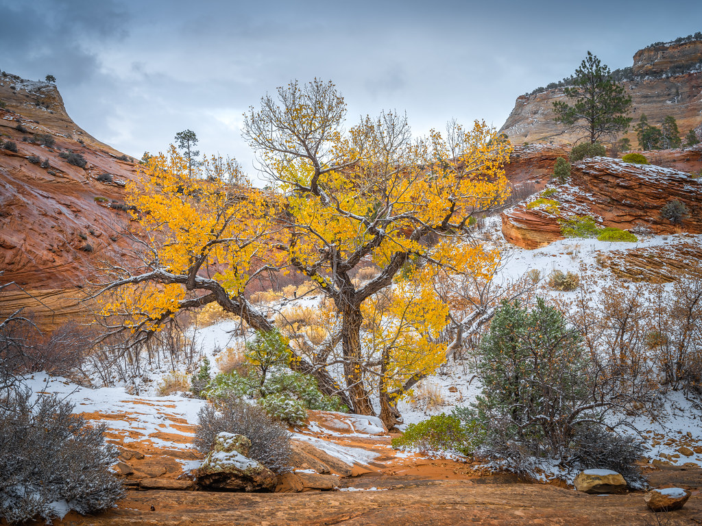 Cottonwood Tree Zion National Park Autumn Colors Fall Foli… Flickr