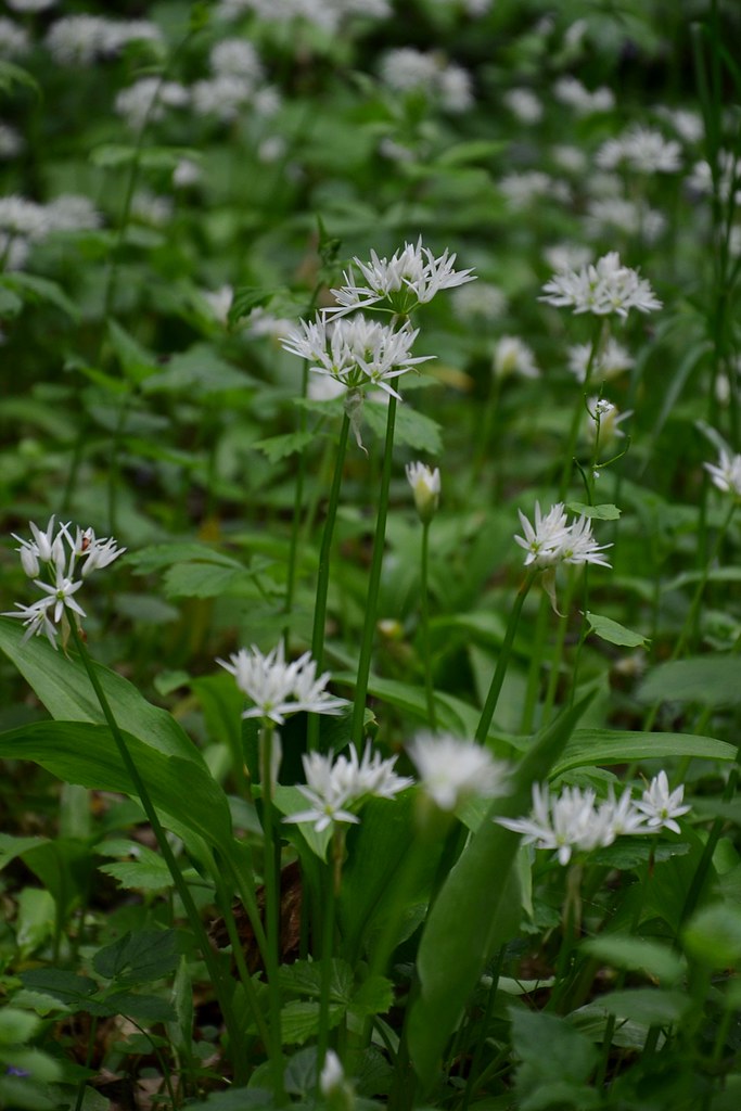 wild garlic ) Wild garlic flowers seen near the small riv… Flickr