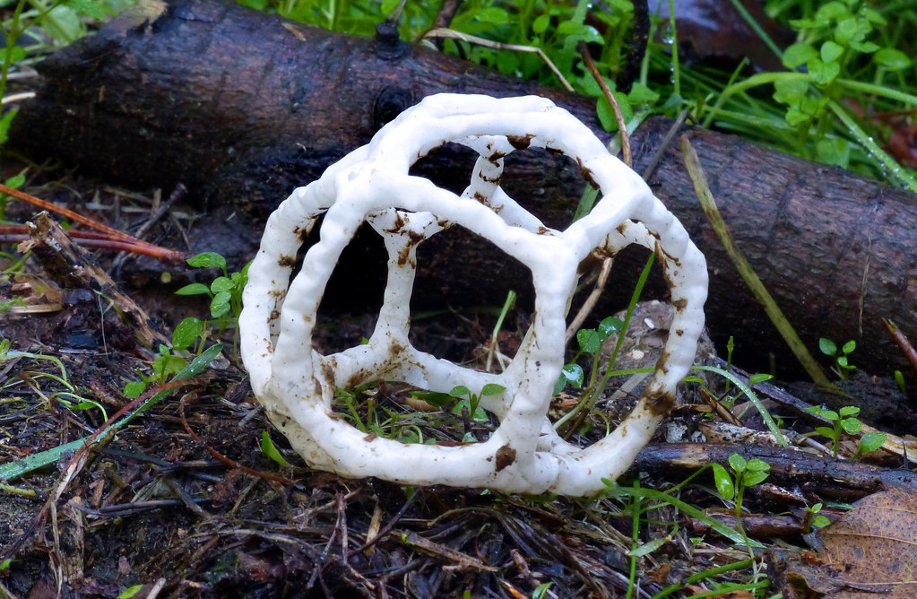 Basket Fungi. Ileodictyon cibarium is a saprobic species o… Flickr