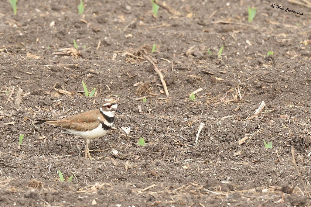 Killdeer Killdeer in the fields Maxime Carbonneau Flickr