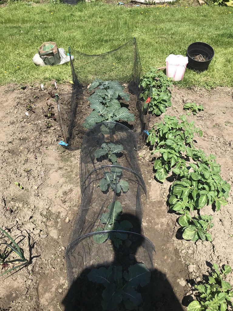 Brassica protection RS Flickr