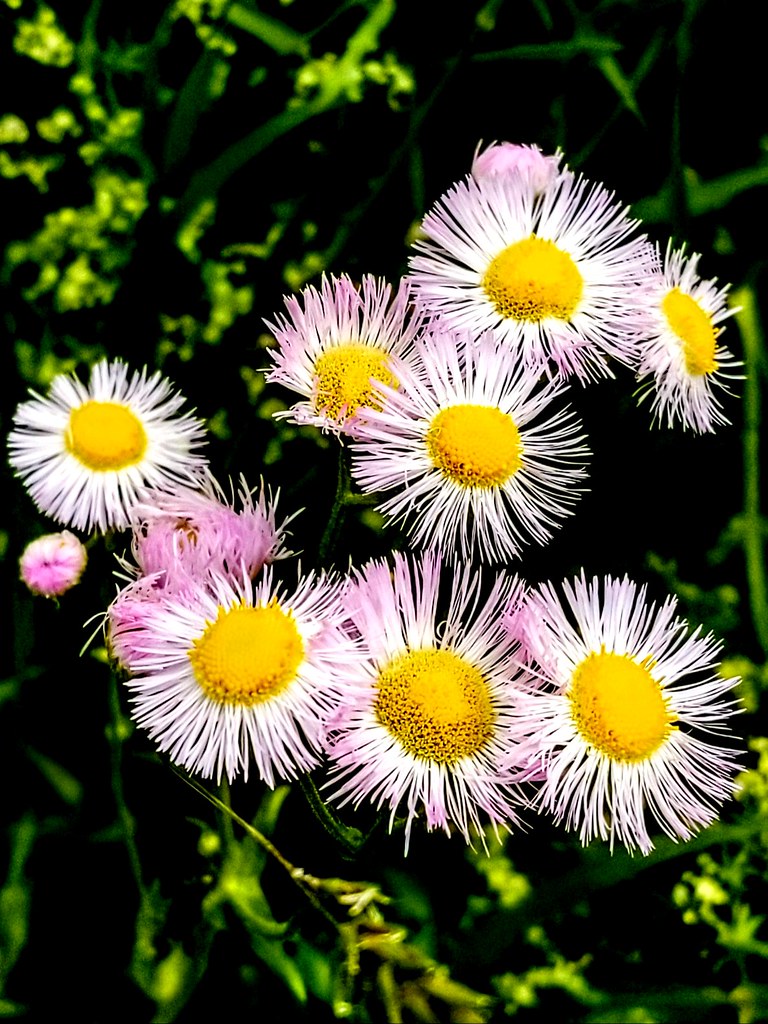 Sring has sprung Wild flowers of New England Donato Mailano Flickr