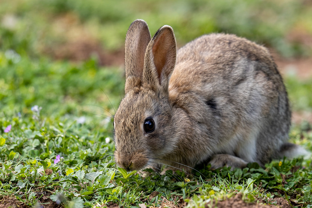 Lapin de garenne Dans les environs de Souillac (Lot46