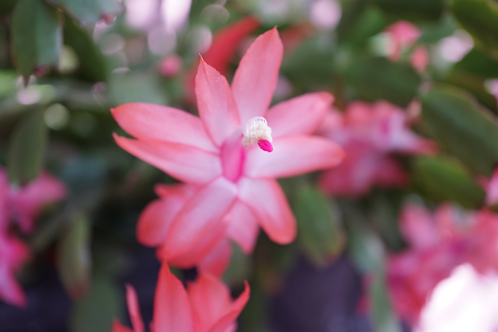 The Pink Christmas Cactus or Pink May Flower at home, São … Flickr