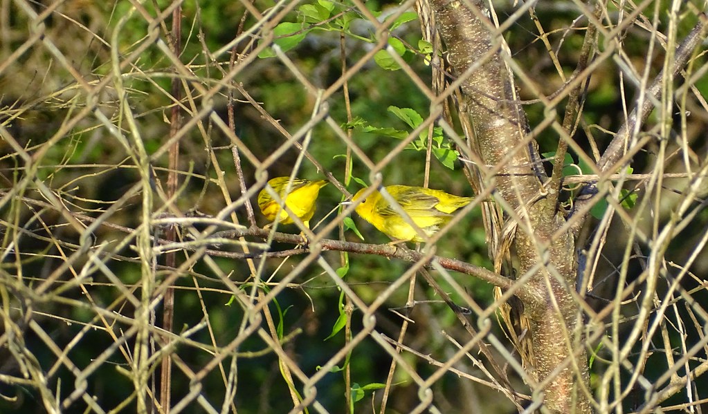 Yellow Warblers Male and female Barbara1285 Flickr
