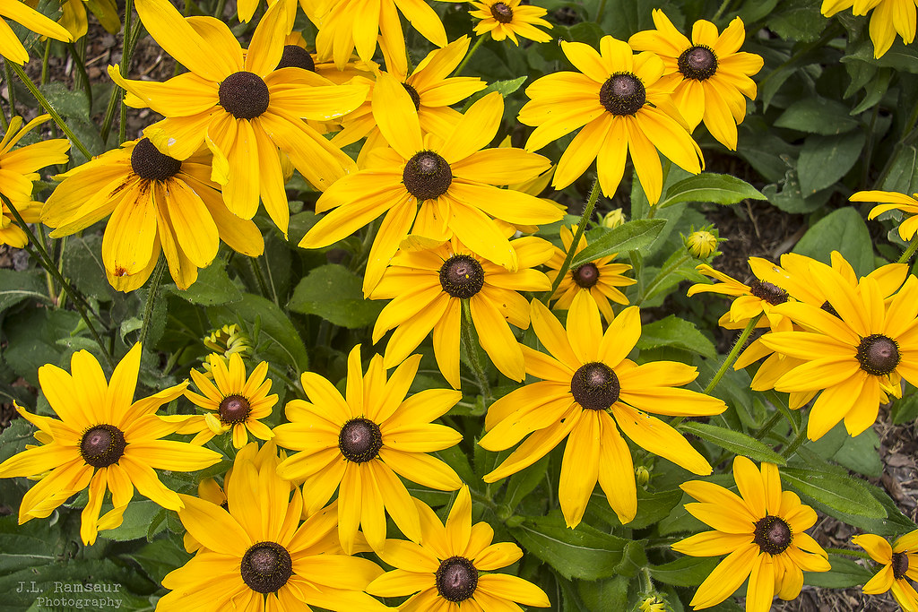 Summer Flowers Fisk University "Just living is not enoug… Flickr