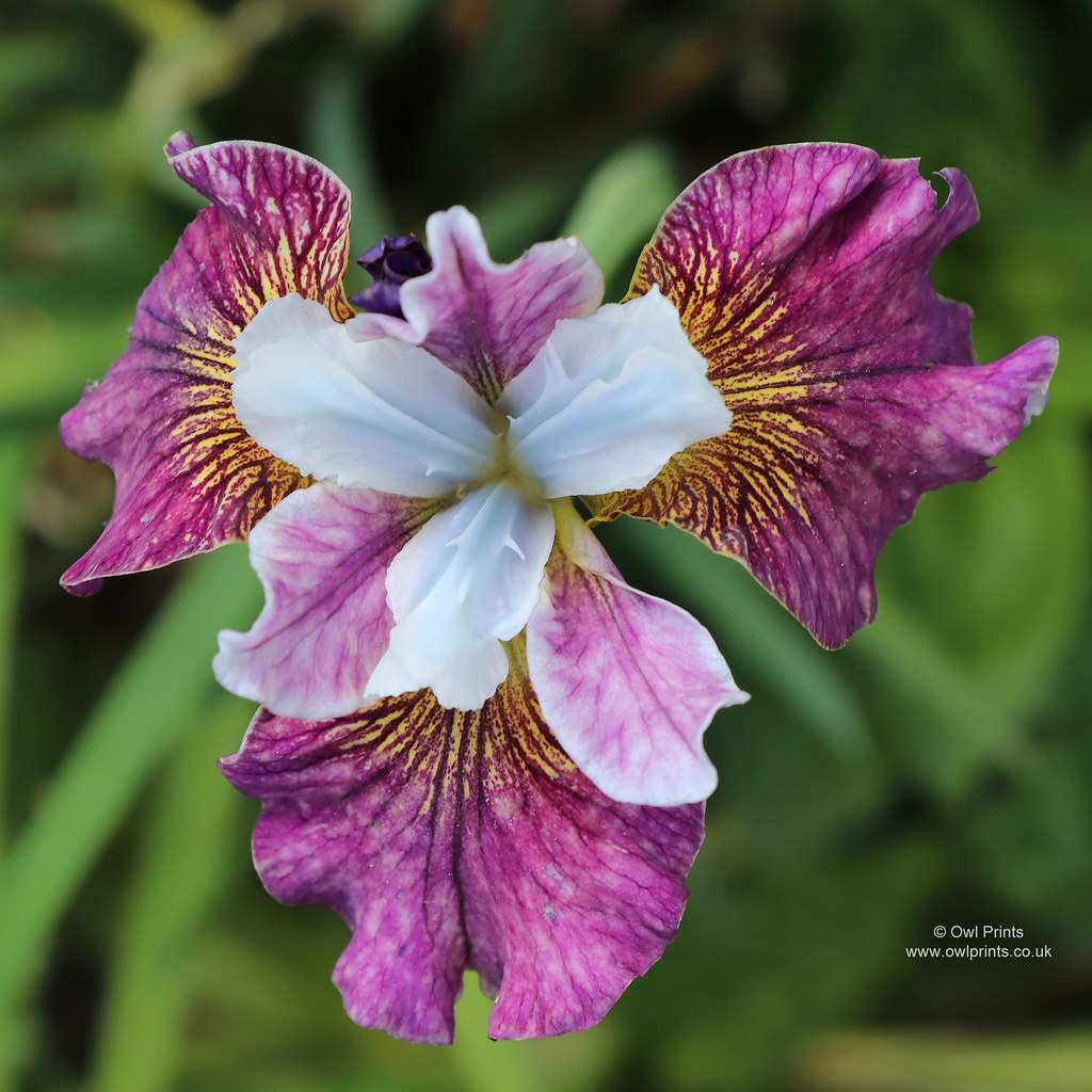Iris 'Painted Woman' Siberian iris Owl Prints Flickr