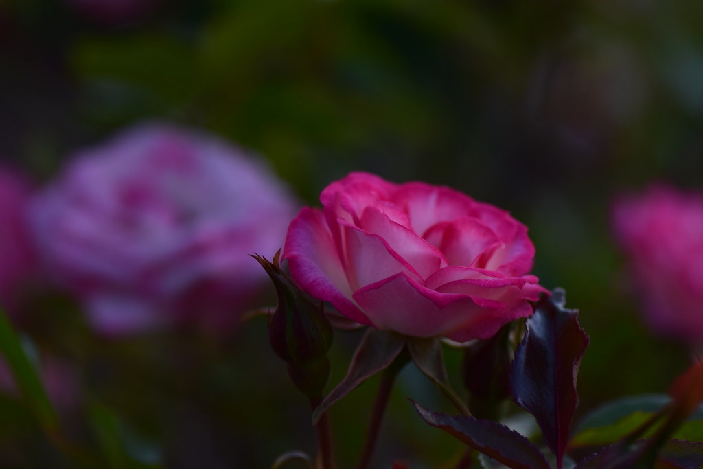 Sundown Blooms Nathan Limono Flickr