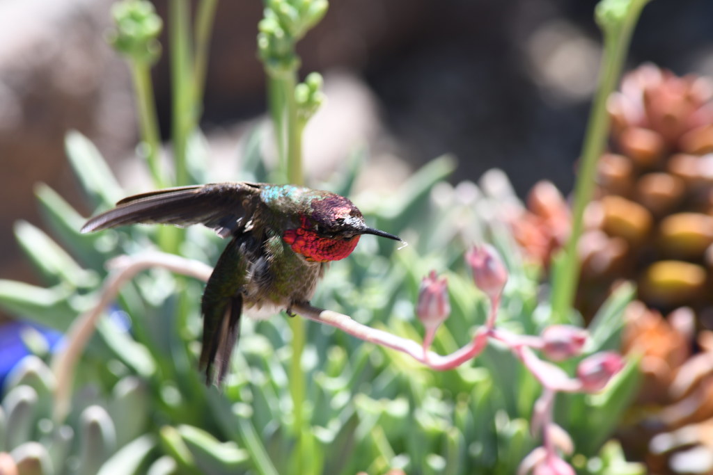 Hummingbirds June 2021 Bully Bird Beth Kanter