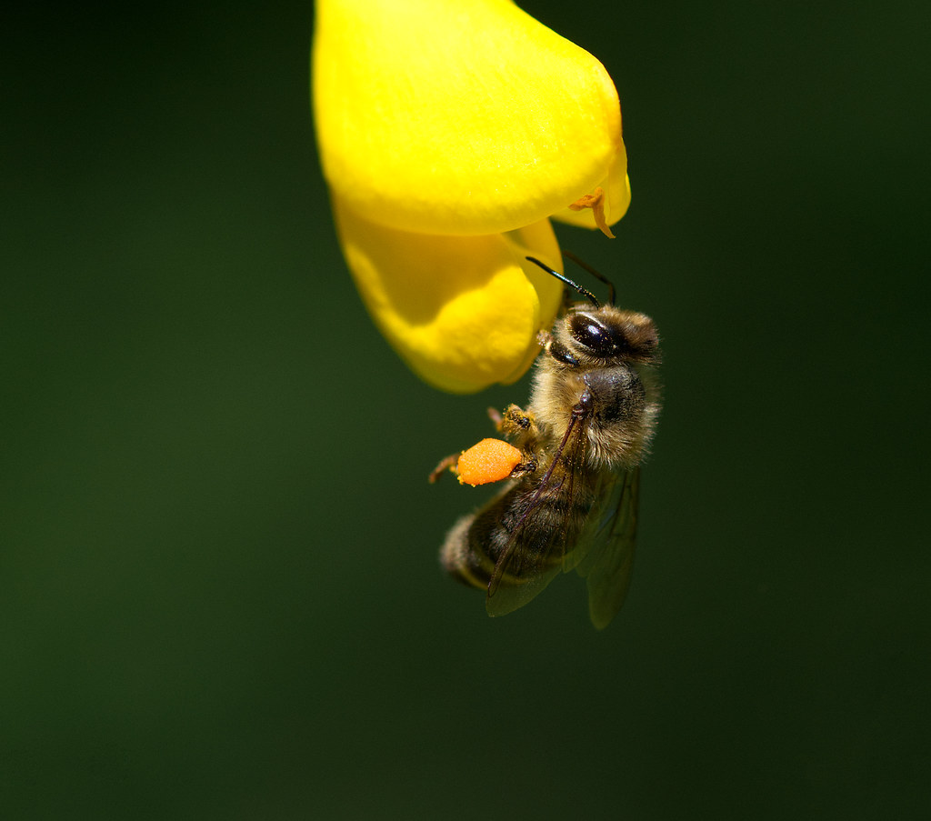 Honey on gorse A few honey bees were busy on the gorse flo… Flickr