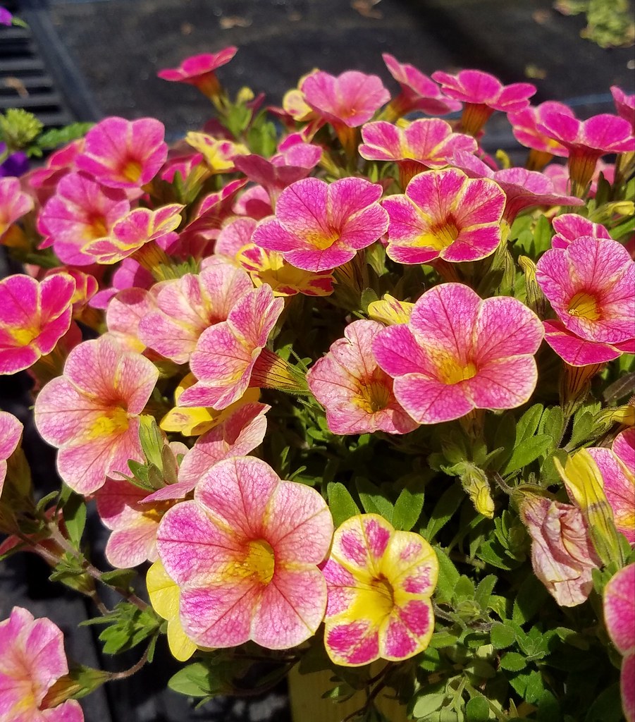 Why These Flowers Make Me Feel So Happy I Don't Know Flickr