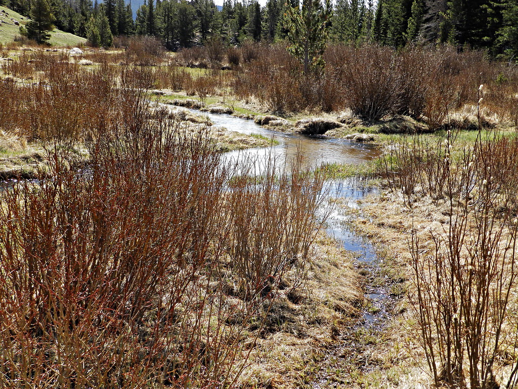 Beaver meadow water flows from all directions Rocky Moun… Flickr