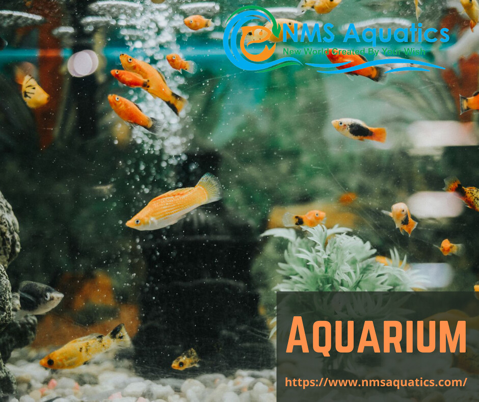 Best aquarium online store in malaysia Buy AQUARIUM online… Flickr