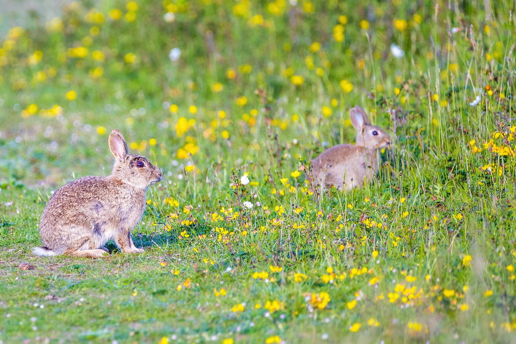 Rabbits.... Wales. IMG_1770DeNoiseAIdenoise Phil_Davies Flickr