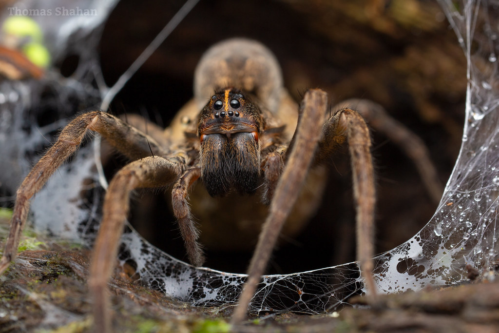 Tigrosa(?) Wolf Spider Mother and egg sac Oklahoma Flickr