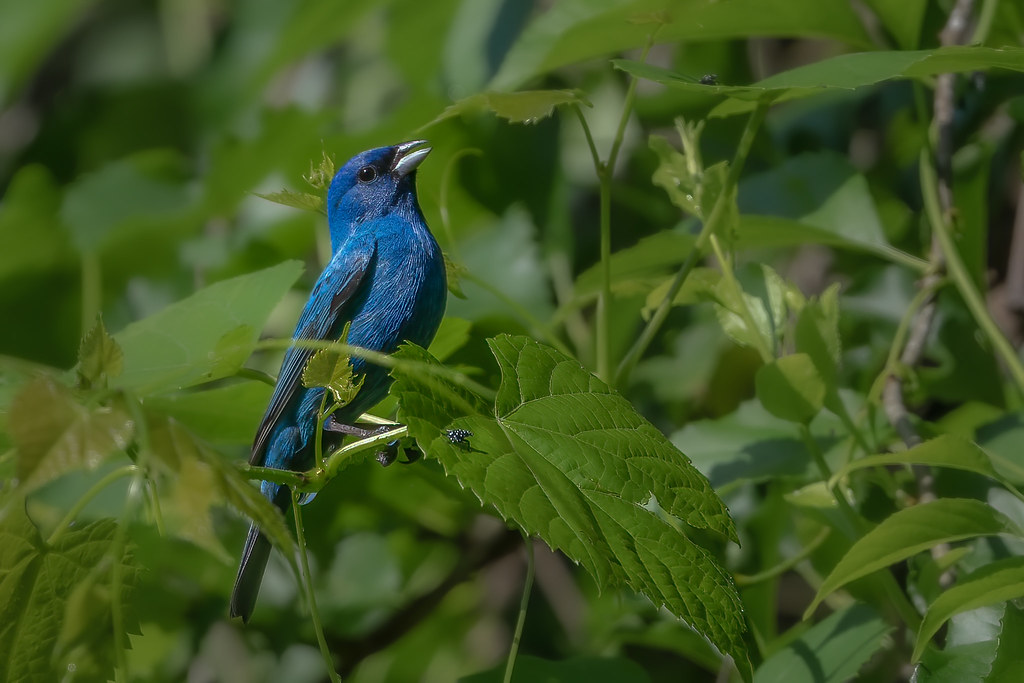 Indigo Bunting Interesting fact, right from the What A Bir… Flickr
