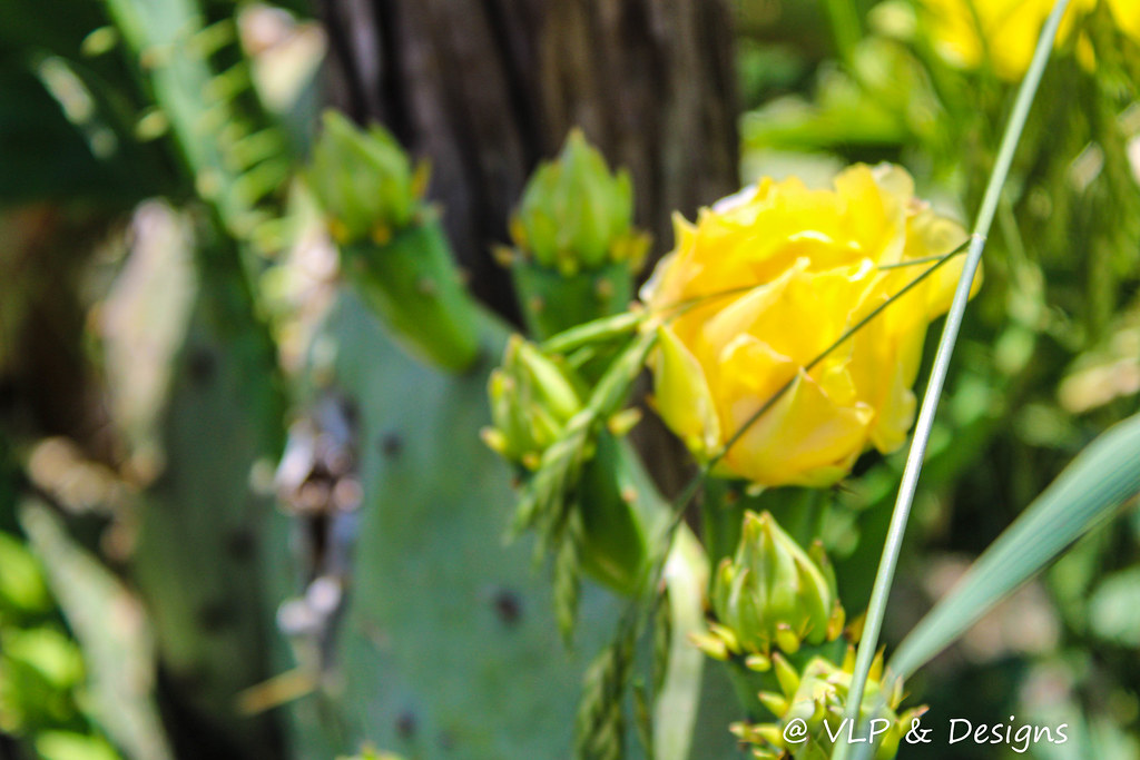Texas Cacti While visiting my sister in Victoria, Texas Ap… Flickr