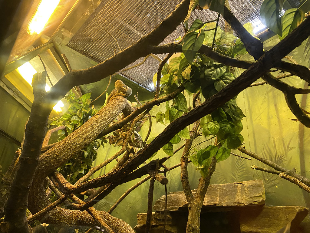 Bronx Zoo It was great to get out the Bronx Zoo NYC Joshua Maletzky