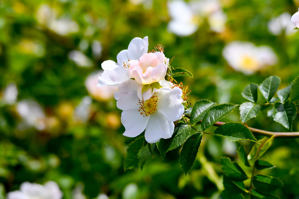 Rosa multiflora Wild white rose at Boundary Bay, Delta, B.… Neal Flickr