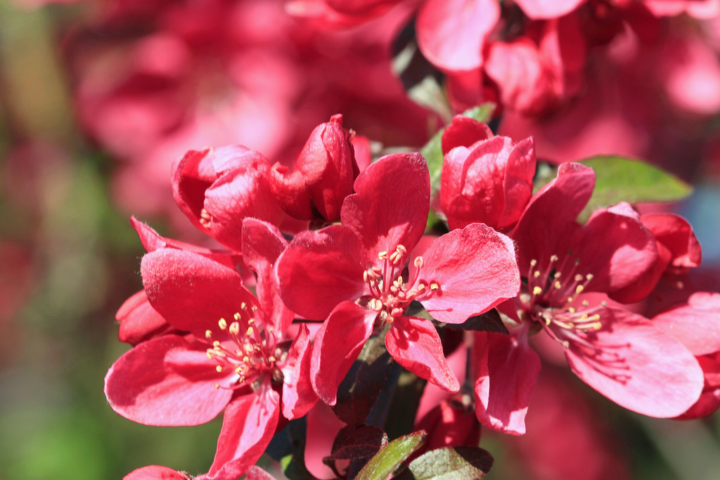 red cherry blossoms red cherry blossoms cattan2011 Flickr