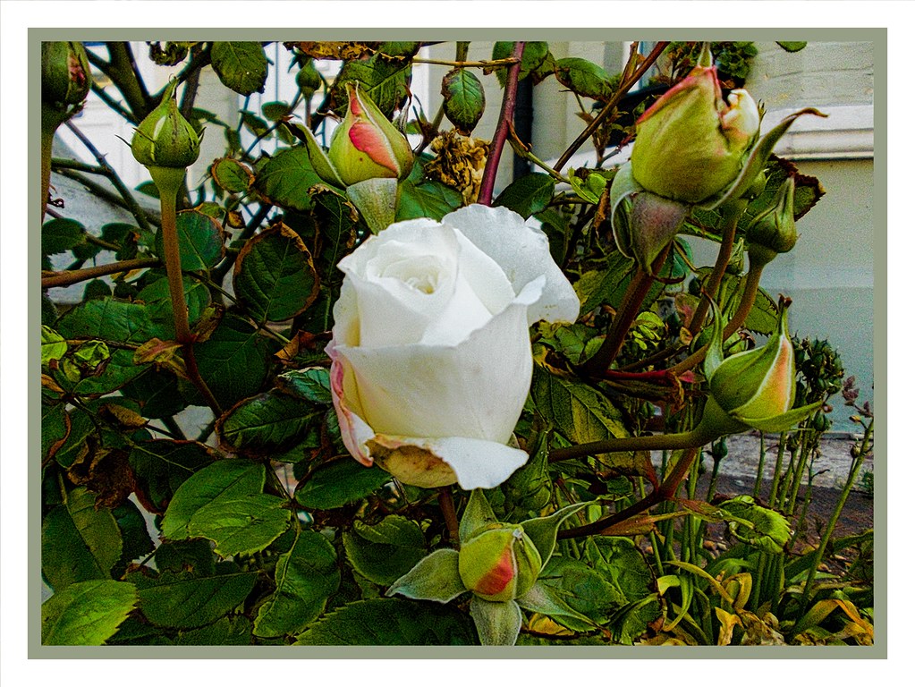 The white rose opening. anthony allan Flickr