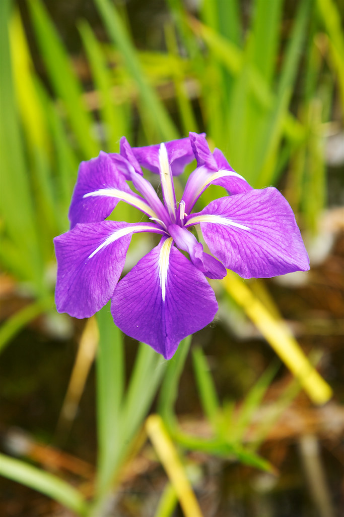 Spring in the Garden Morris County, NJ Adam Turow Flickr