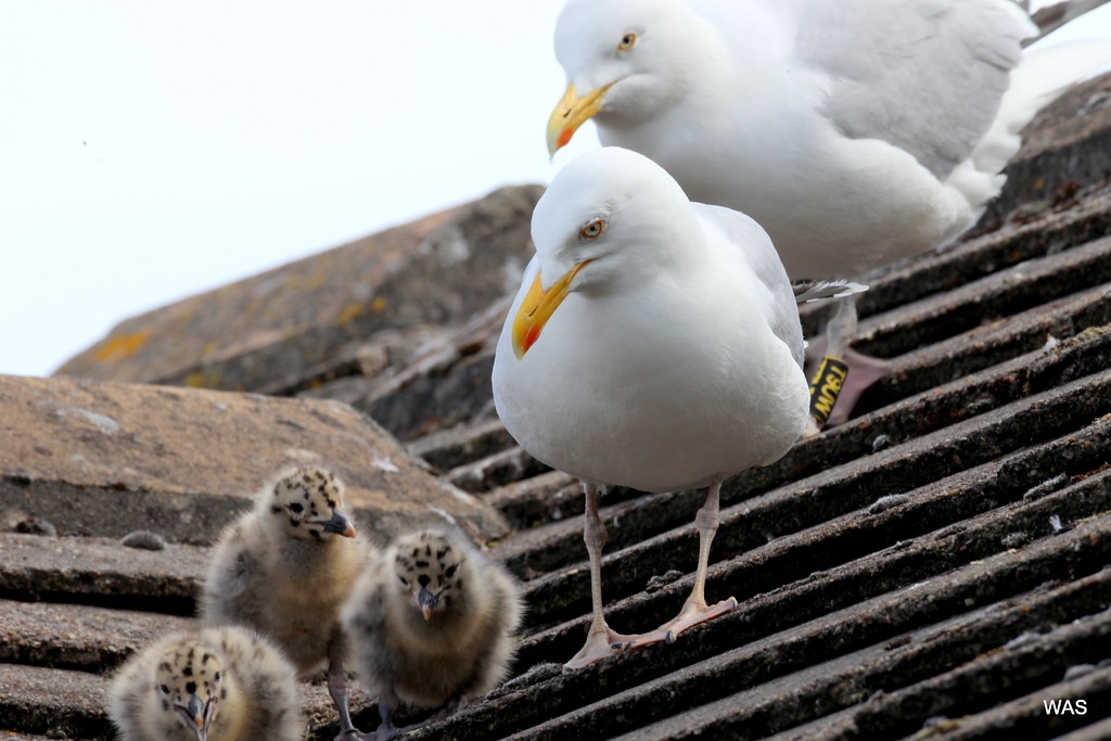 Herring Gull family Herring gulls & Nestlings are doing Fi… Flickr