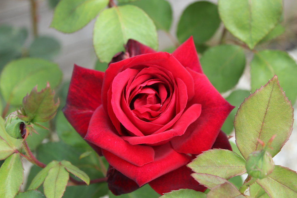 IMG_0846 Mignonne, allons voir si la rose Qui ce matin avo… Flickr